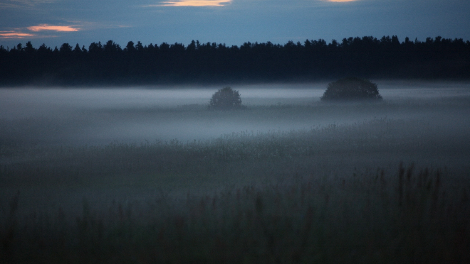 туман, лес, поляна