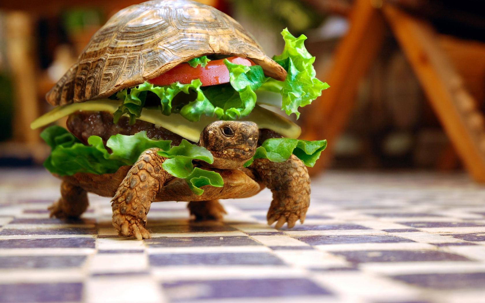юмор, овощи, животные, черепаха, бутерброд