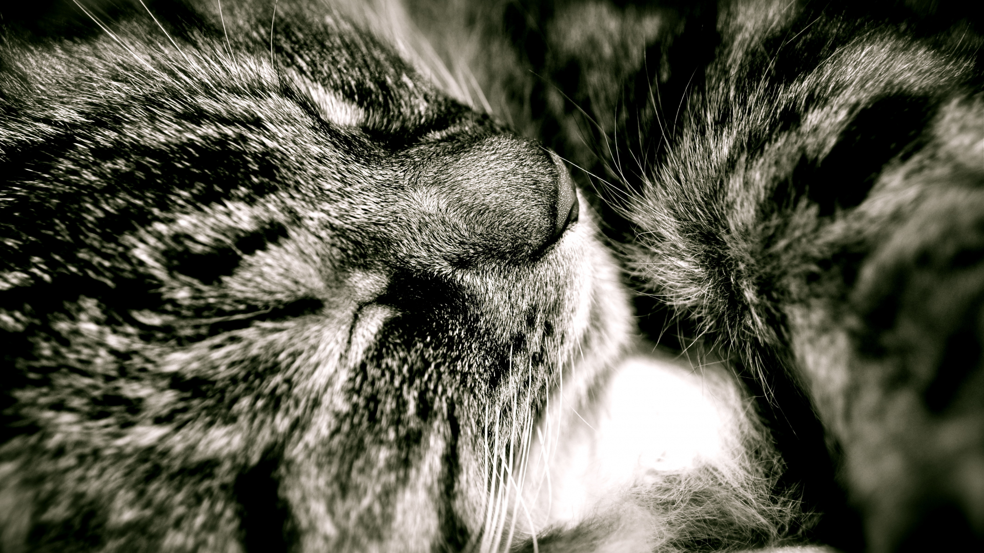 кот, сладкий сон, пушистый