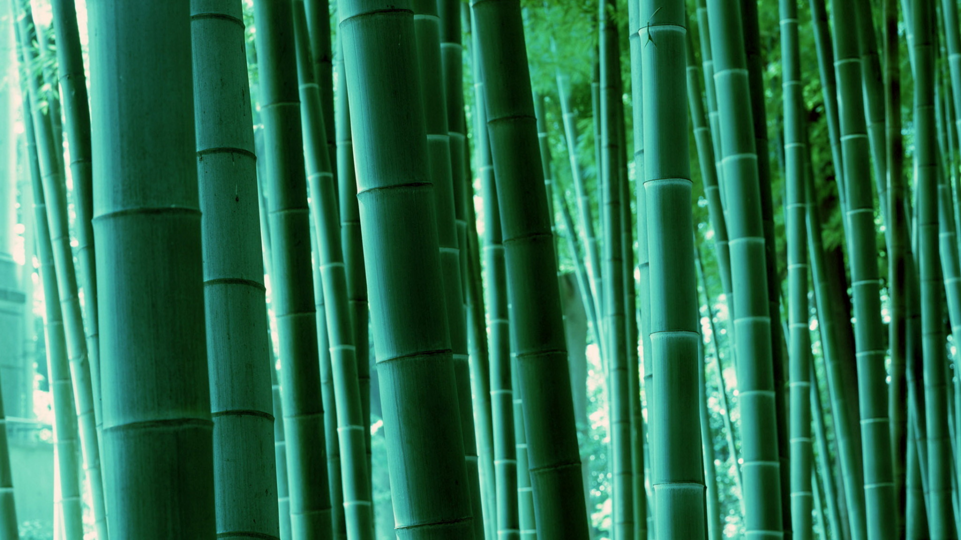 лес, природа, бамбук