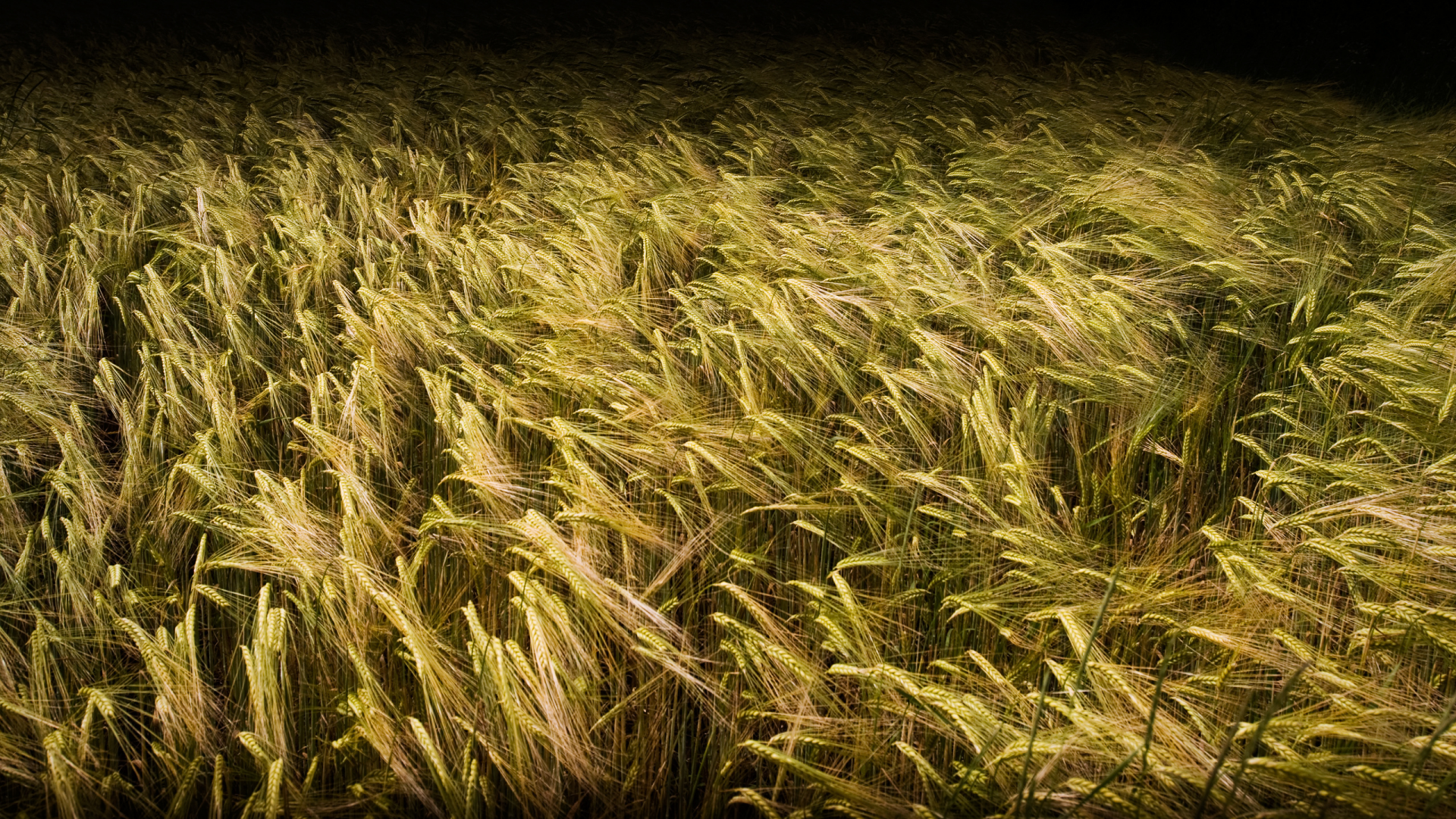 зерно, пшеница