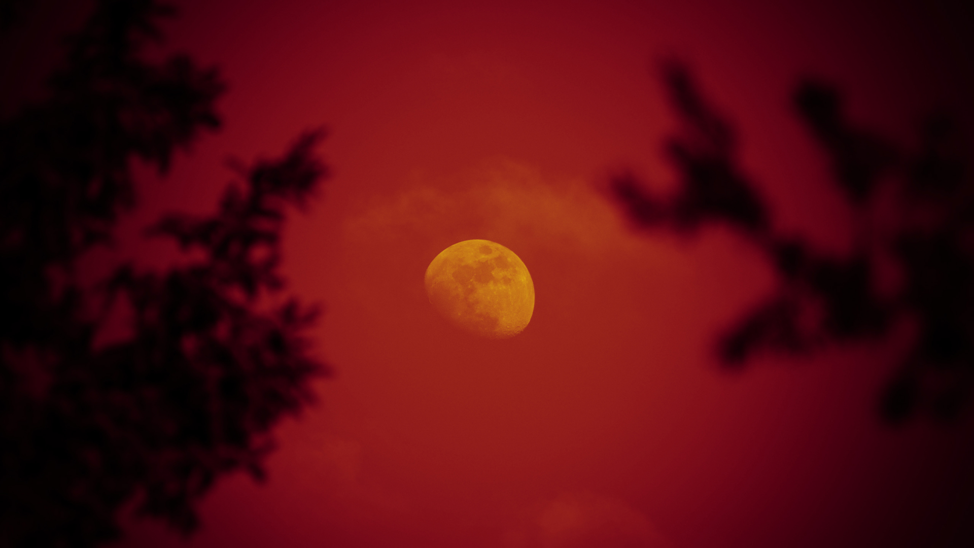 небо, ночь, луна, деревья, красная луна