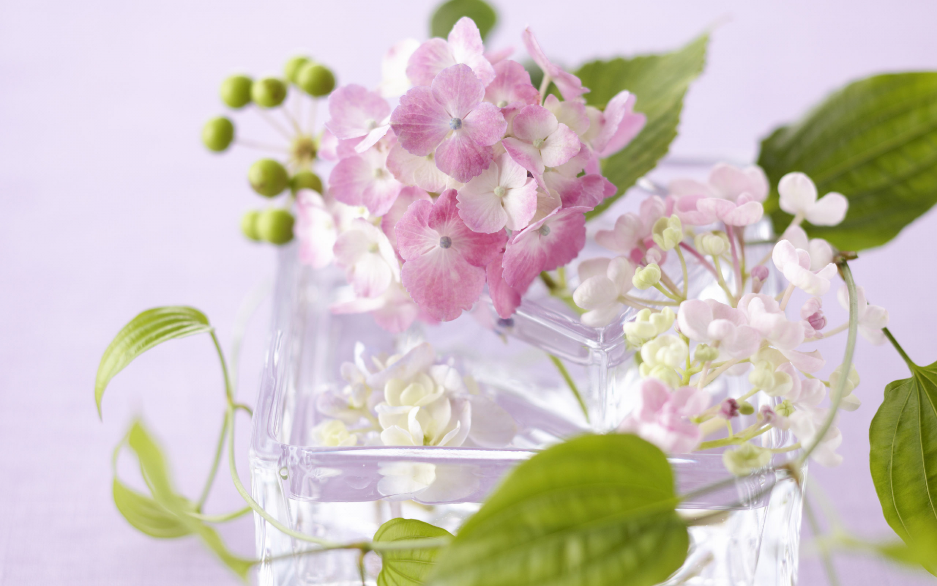 ваза, цветы, стекло, лепестки, листья