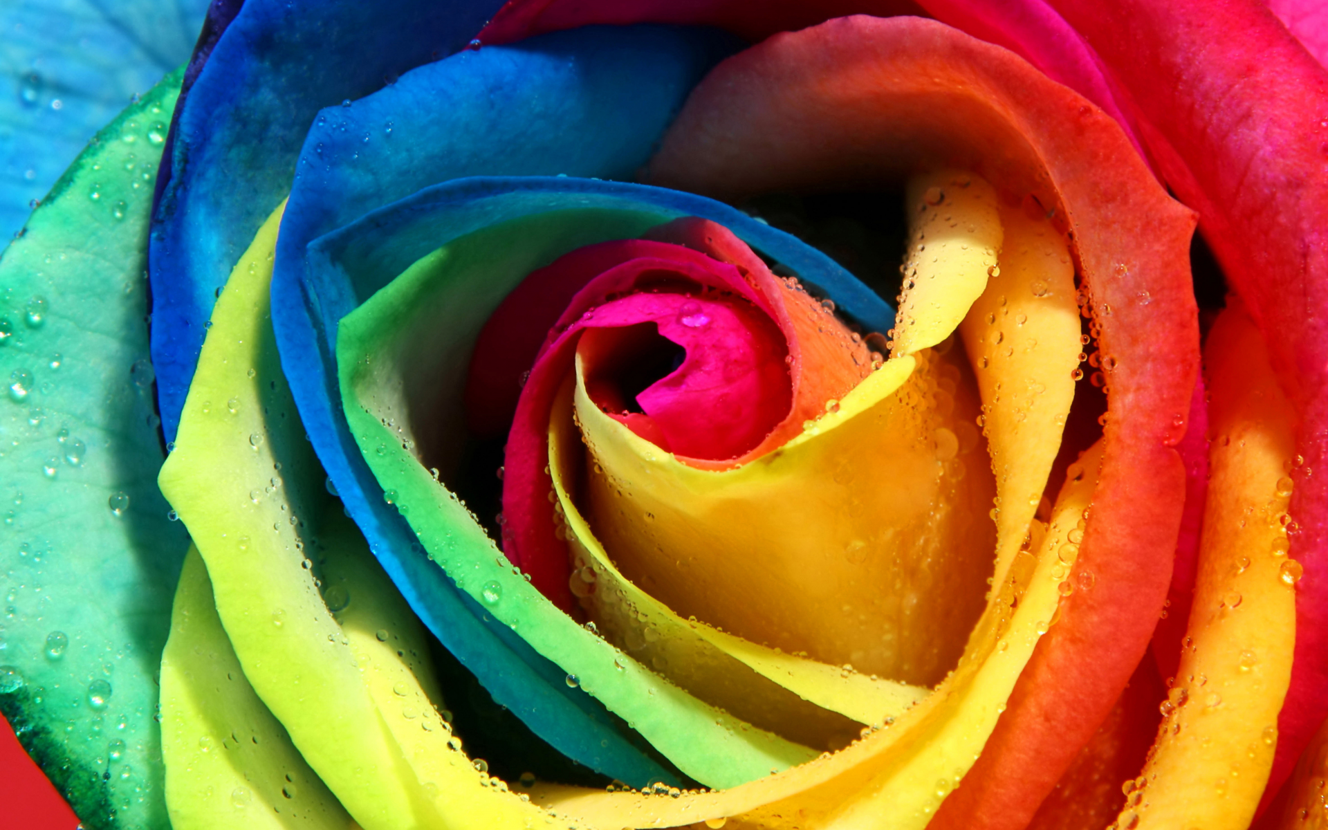 разноцветная, бутон, роза, роса, радужная, лепестки
