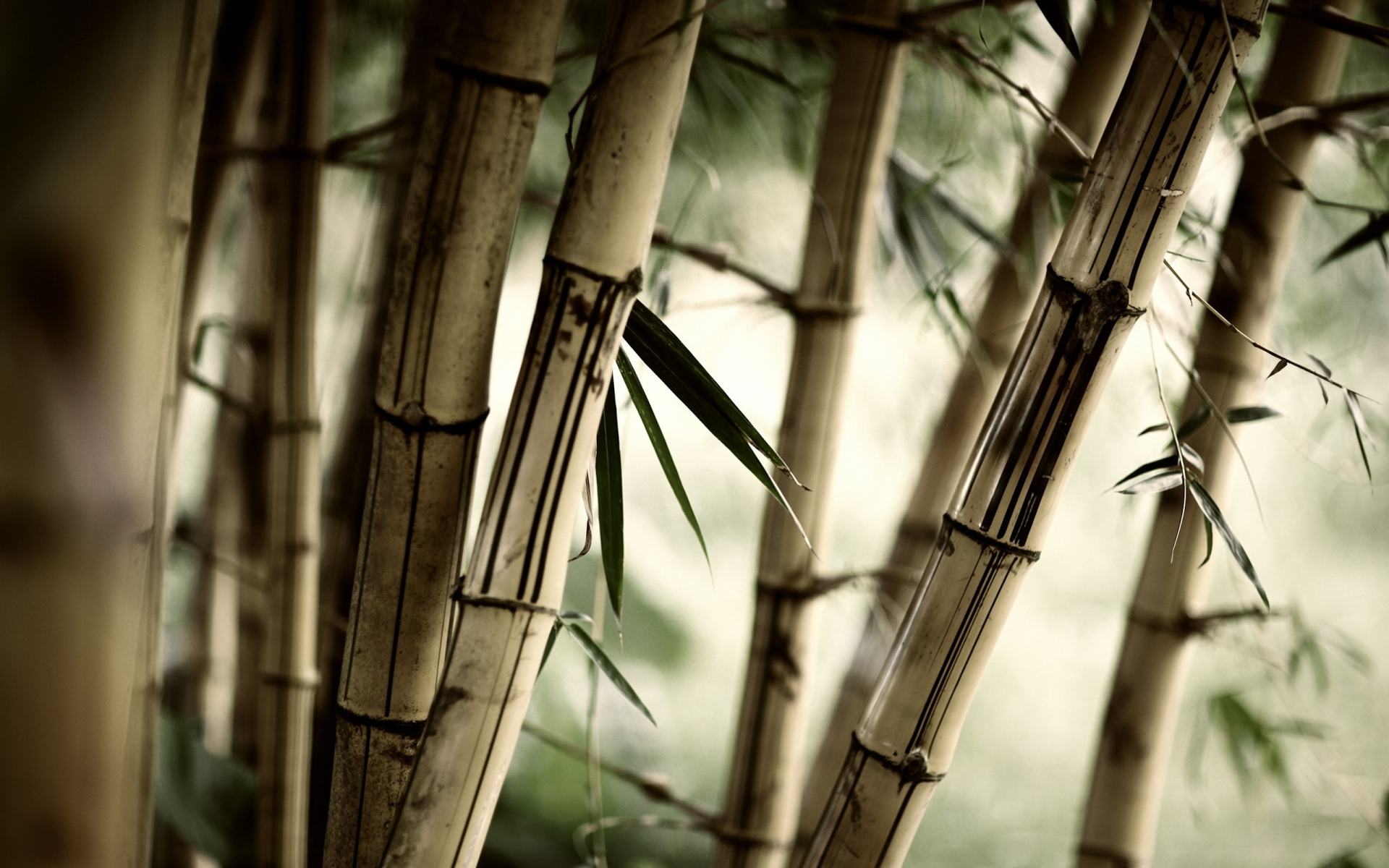 бамбук, листья, трава