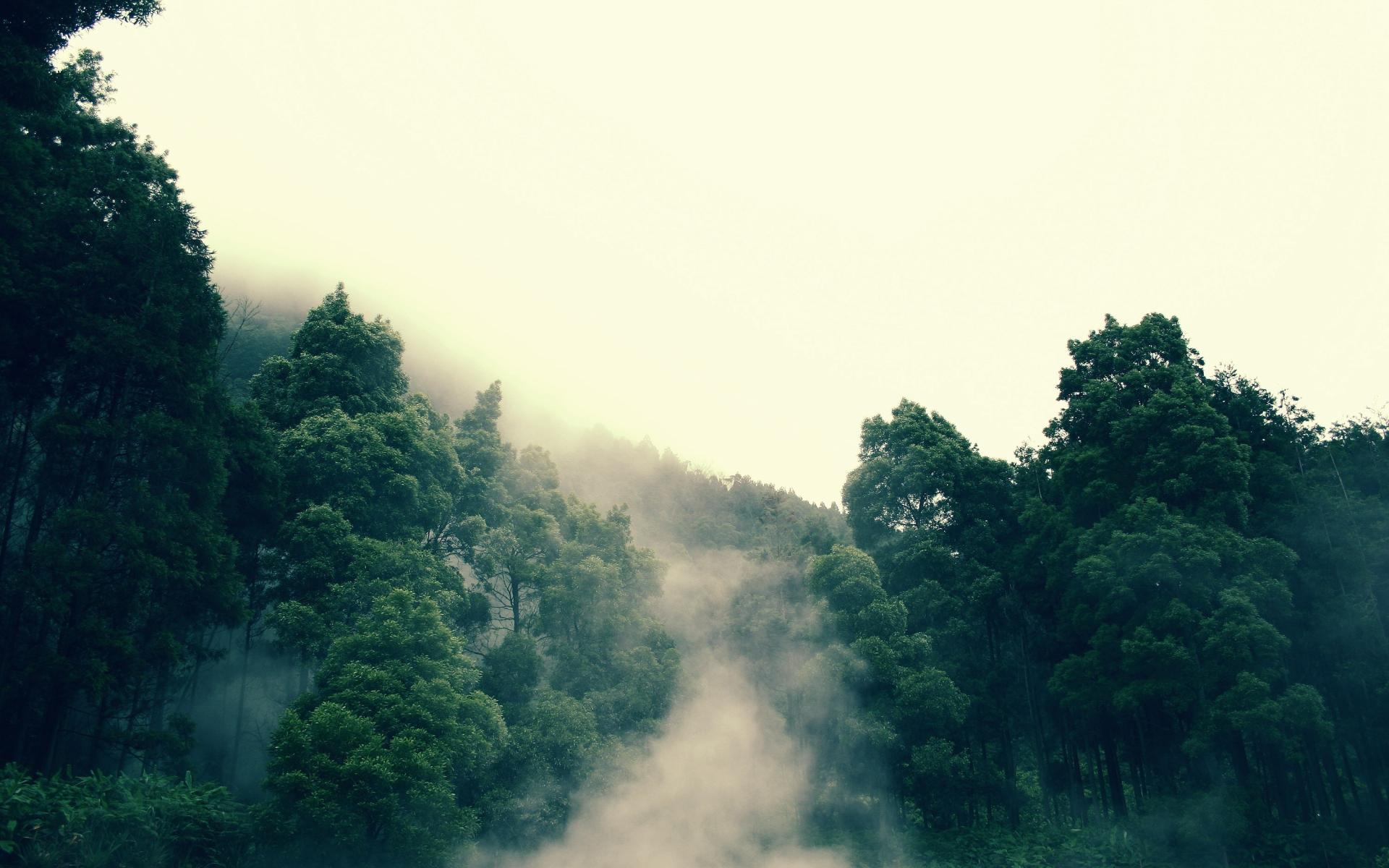 лес, дерево, туман