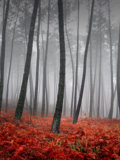 деревья, красный, трава, туман