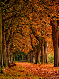 лавочка, осень, лес, обои, парк, листья, деревья, листопад, пейзаж, скамья, природа
