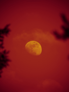 небо, ночь, луна, деревья, красная луна