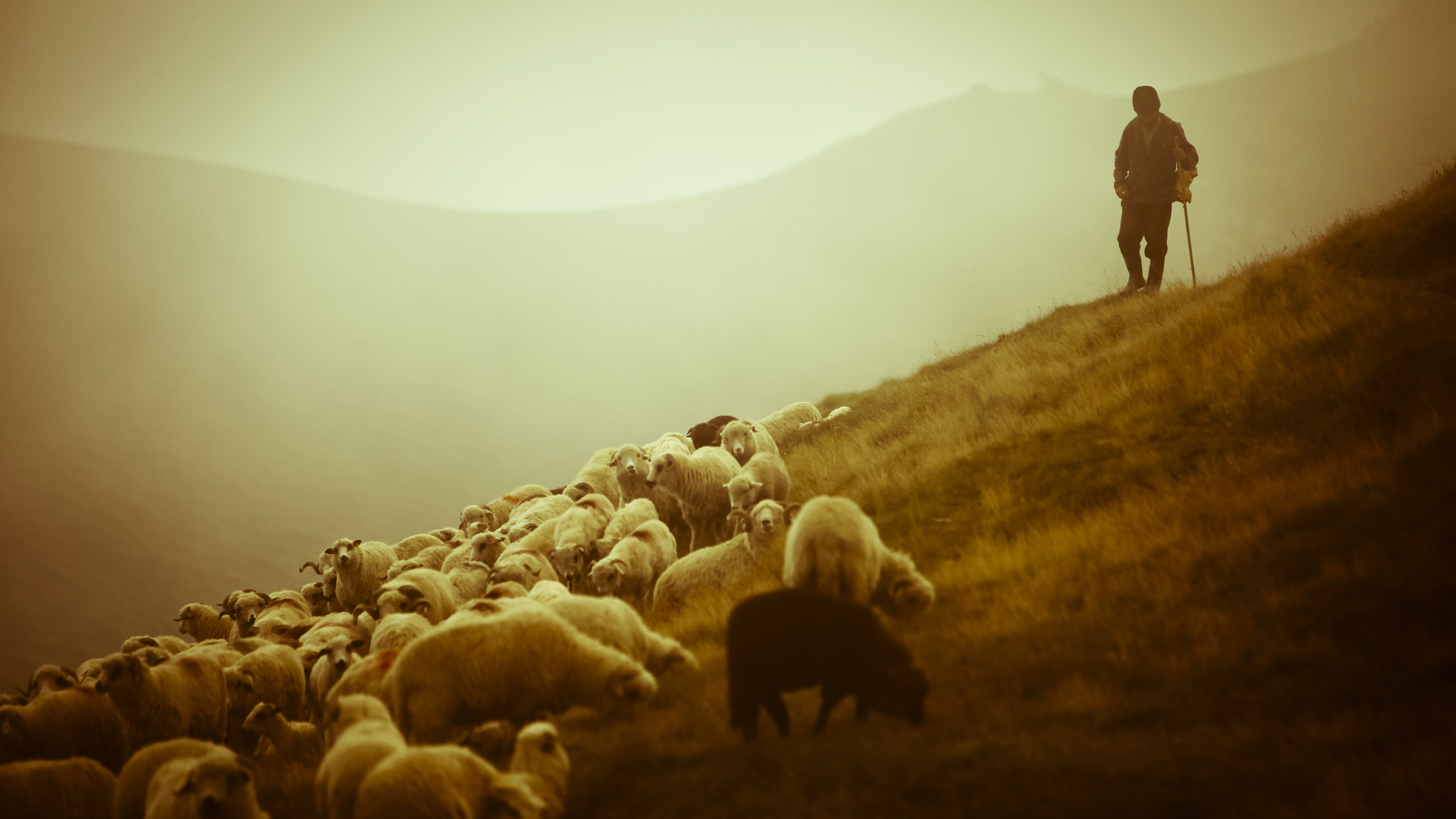 фото, красота, животные, пастырь, овцы, овечки, пастух, пейзажи, горы