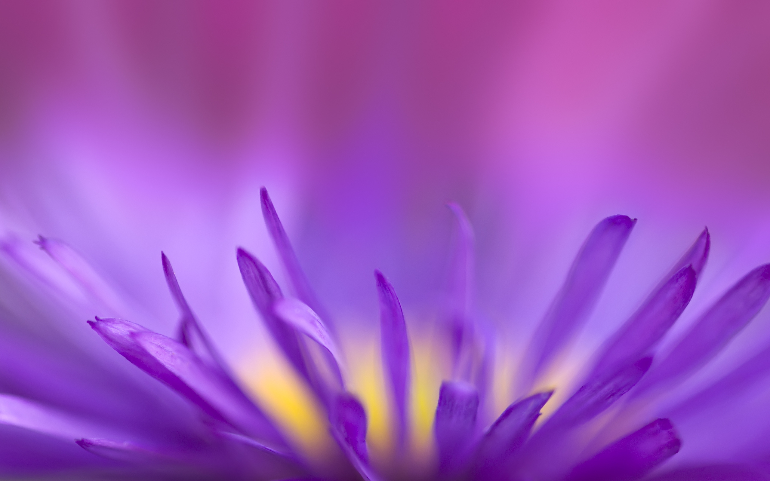 хрупкий, цветок, фиолетовый