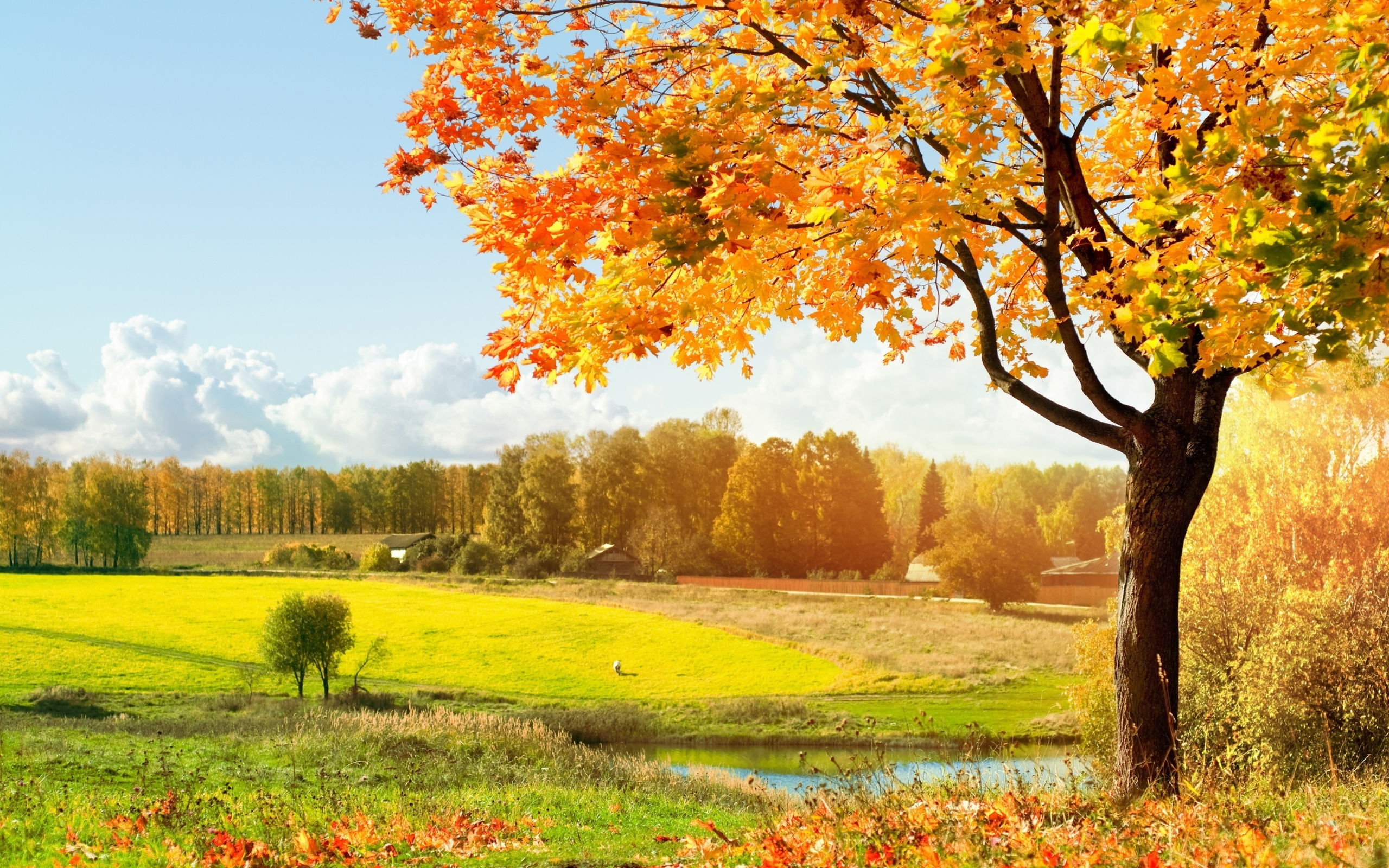 деревья, осень, листопад, луг, свет, зелёный, солнечный, тёплый