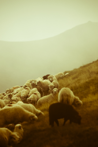 фото, красота, животные, пастырь, овцы, овечки, пастух, пейзажи, горы
