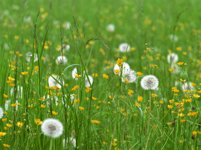 поле, трава, одуванчики, цветы