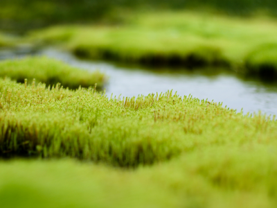 трава, болото, вода, зелень