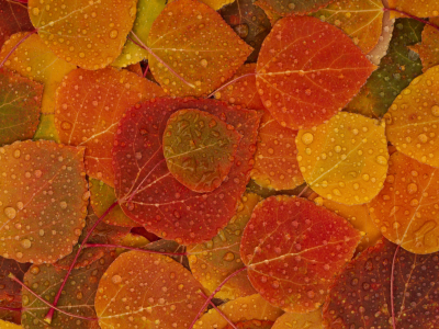 осень, листья, капли