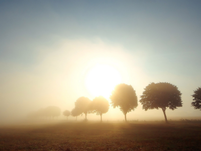 поле, деревья, туман, солнце