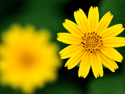 жёлтый, резкость, фокус, цветок