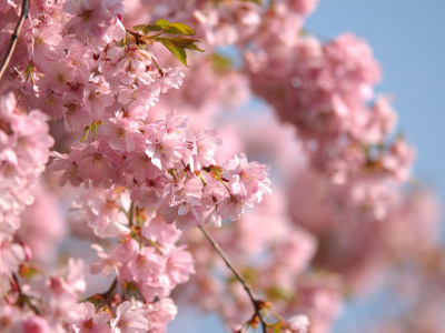 весна, ветви, небо, розовые цветы