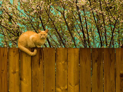 котэ, забор, весна, рыжий, кот, дерево
