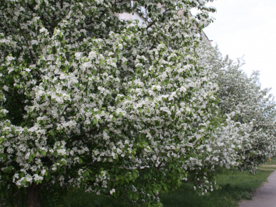 белый, яблоня, цветы