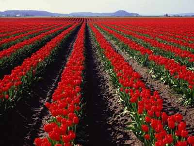 панорама, тюльпаны, поле