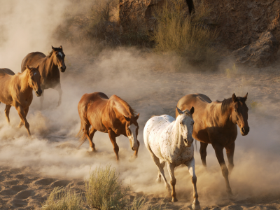 животные, дикая природа, кони, пыль, табун, стадо, фото, лошади
