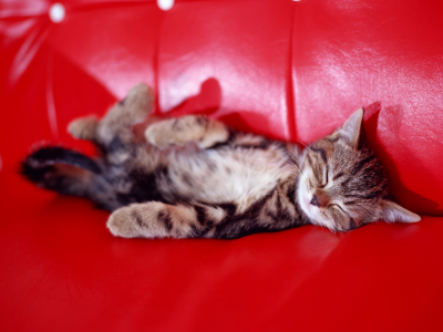 котенок, сон, диван