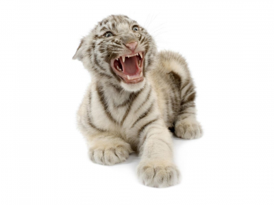 тигренок, тигр, белый бенгальский тигр