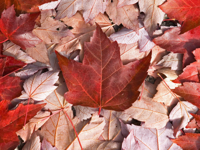 осень, флаг, клён, лист, клен, канада, листья