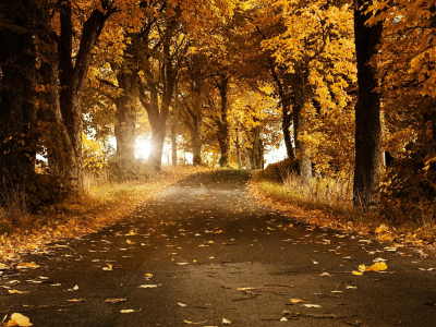 дорога, осень, деревья