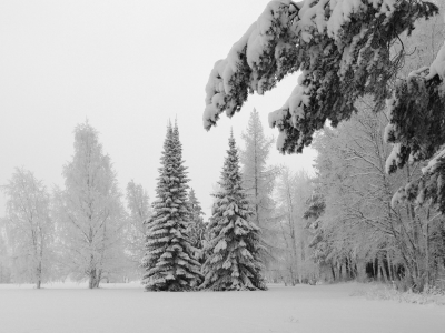 елки, зима, холод, ель, мороз, ели, природа, пейзажи, деревья, фото, ёлки, зимние обои, снег, дерево