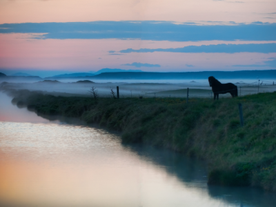 вода, животные, туман, река, озеро, дымка, лошадь, пейзажи, лошади