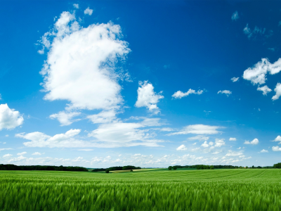 небо, обои, поле, трава, зелёный