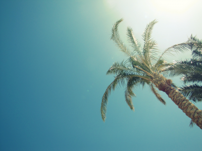 пальмы, лето, солнце