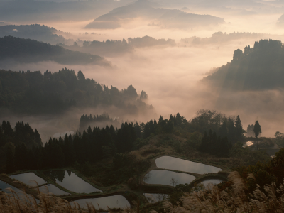 туман, япония, лес