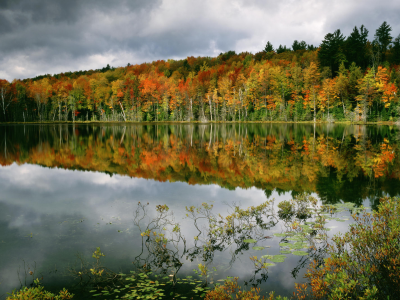 осень, отражение, деревья, вода, лес