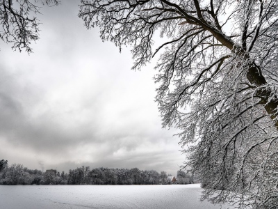 зима, снег, деревья, белый