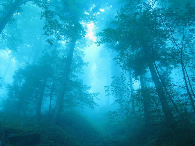 синий, туман, деревья, лес