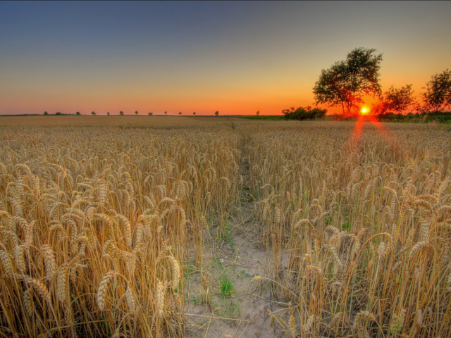 пшеница, закат, солнце, поле