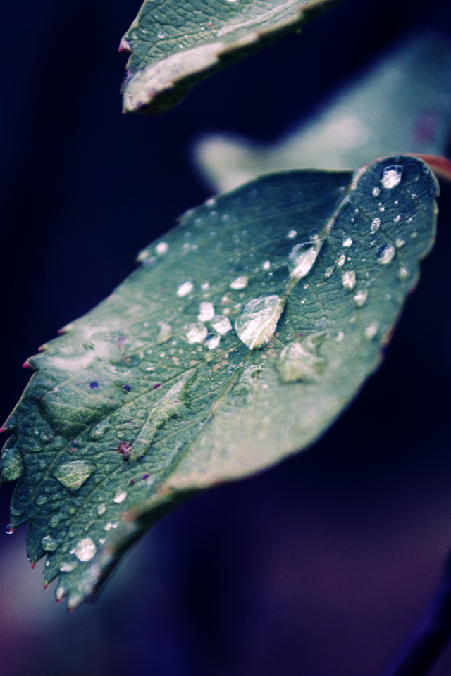 дождь, капли, листья, синева