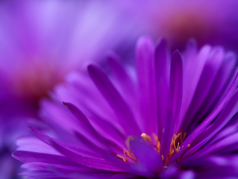фиолетовый, цветы, цветут