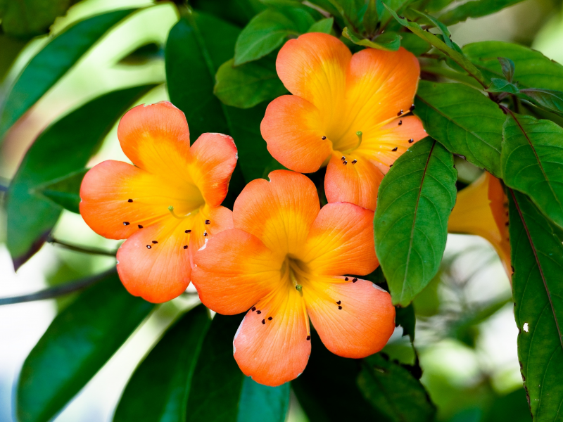 цветы, растение, лепестки, ораньжевые цветочки