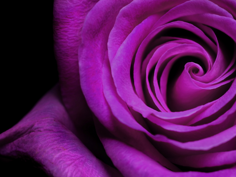 фиолетовый, роза, бутон, лепестки