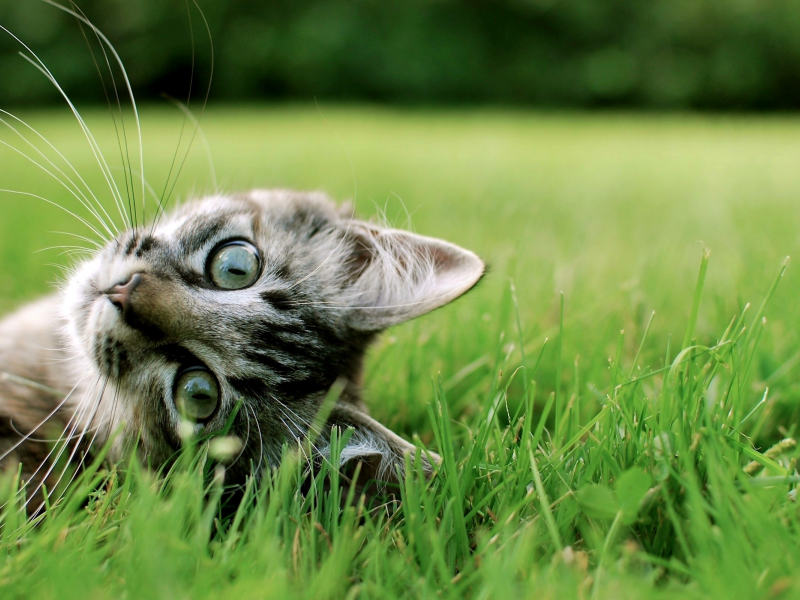 кошка, трава, милота, кот