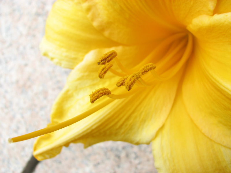 жёлтый, цветок, пыльца, макро