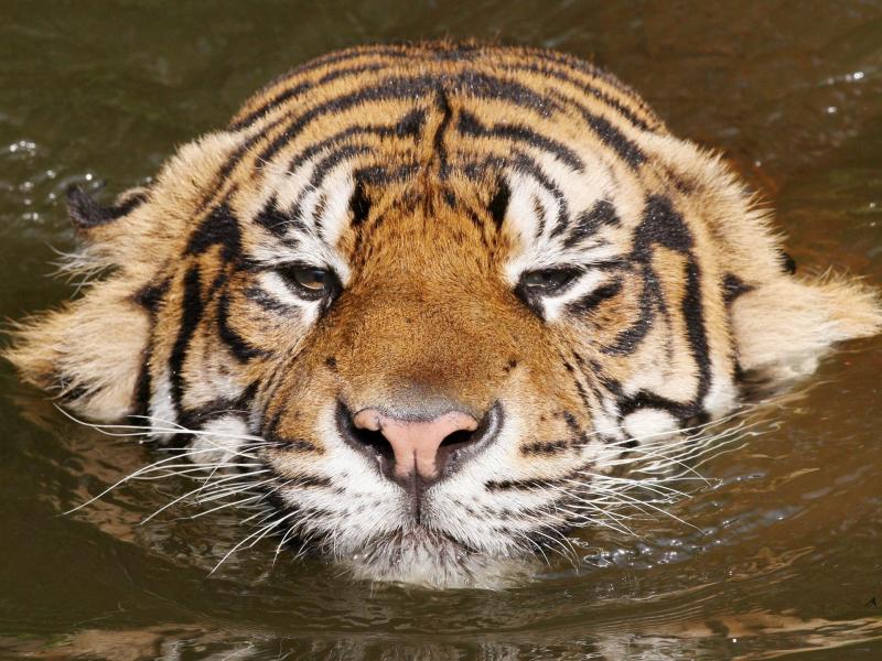 киса, тигр, вода