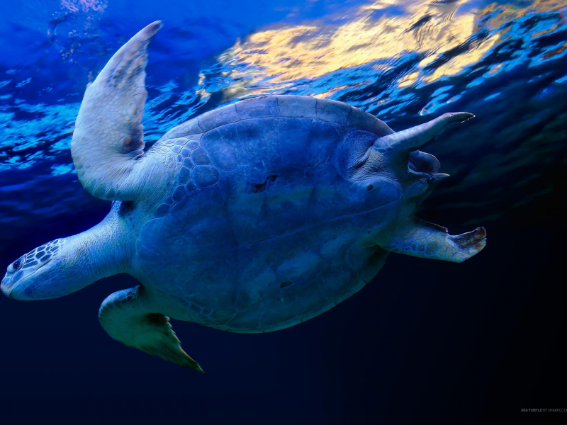 черепаха, вода, синий