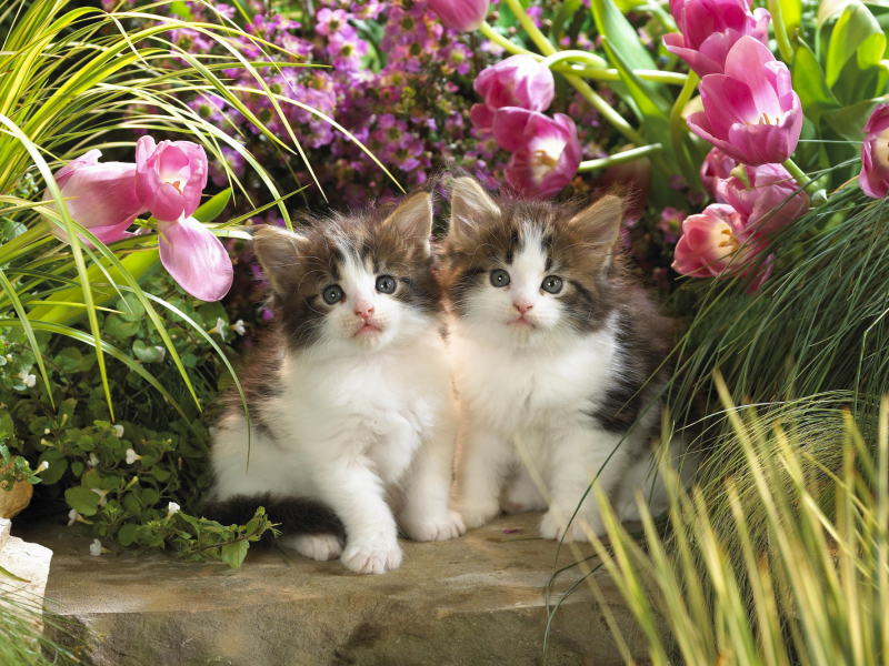 кошки, тюльпаны, цветы, зелень, котята, животные, малыши