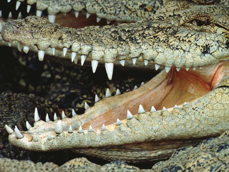 пасть, крокодил, зубы